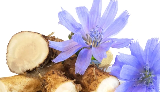 Is Chicory Root Inulin Good For You.png